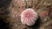 Sea urchin underwater