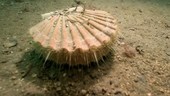 King scallop underwater