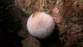 Sea urchin underwater