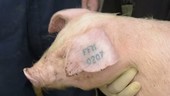 Marking on pig's ear