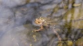 Toads mating