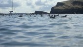 Puffins on water