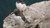 Guillemots on rocks