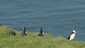 Puffins on clifftop