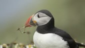 Puffin with grass in beak
