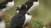 Puffins moving around