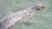 Grey seal in water