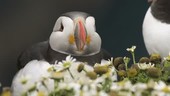 Puffins in wildflowers
