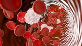 Blood cells in a vein, animation