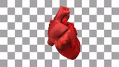 Human heart animation