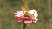 Large white butterfly on zinnia flower