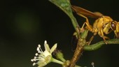 Wasp grazing on a leaf