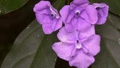 Brunfelsia medicinal plant