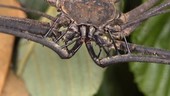 Tailless whip scorpion