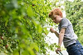 A ten year old by picking plums from a tree