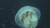Jellyfish with young fish