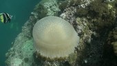Jellyfish over coral