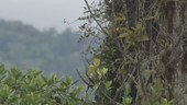 Bird flying to tree, slow motion