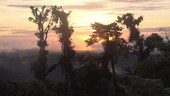 Rainforest at sunset, Ecuador