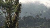 Rainforest scene, Ecuador