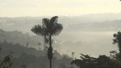 Rainforest scene, Ecuador