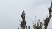 Bird on tree, Ecuador