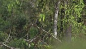 Birds on branch, Ecuador