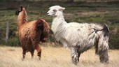 Cotopaxi llamas in field