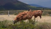 Cotopaxi llamas in field