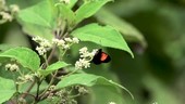 Butterfly on flowers, slow motion