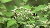 Butterfly and moth, slow motion