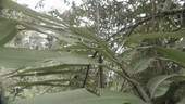 Mucus covered fern, Ecuador