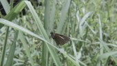 Moth on plant, Ecuador