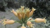 Tropical flower, Ecuador