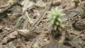 Army ants carrying prey