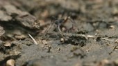 Army ants, Ecuador