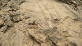 Army ants, Ecuador