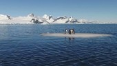 Penguins on iceberg, Antarctica