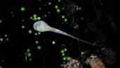 Stentor protozoan feeding on green algae