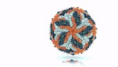 Zika virus rotating, animation