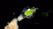 Rotifer, light microscopy footage