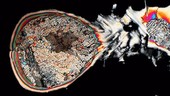 Methyl sulfone crystals dissolving