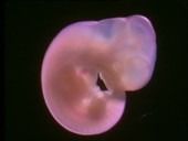 Rat embryo, light microscopy