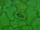 Leaf stoma, light microscopy