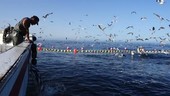 Feeding captive bluefin tuna