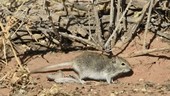 Four-striped field mouse tail wagging