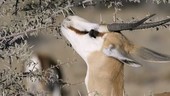 Springbok feeding