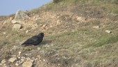 Red-billed chough