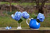 Blaue Hortensien in Vase und blauem Krug