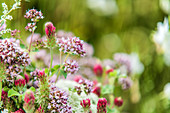 Wild marjoram and red clover flowers in meadow
